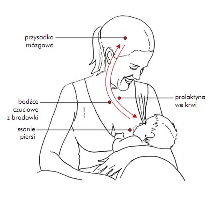 Zmiany hormonalne po laktacji