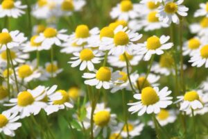 Rumianek w ciąży – poznaj bezpieczeństwo i korzyści dla przyszłych mam