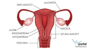 Zmienności narządów płciowych w ciąży – co warto wiedzieć?