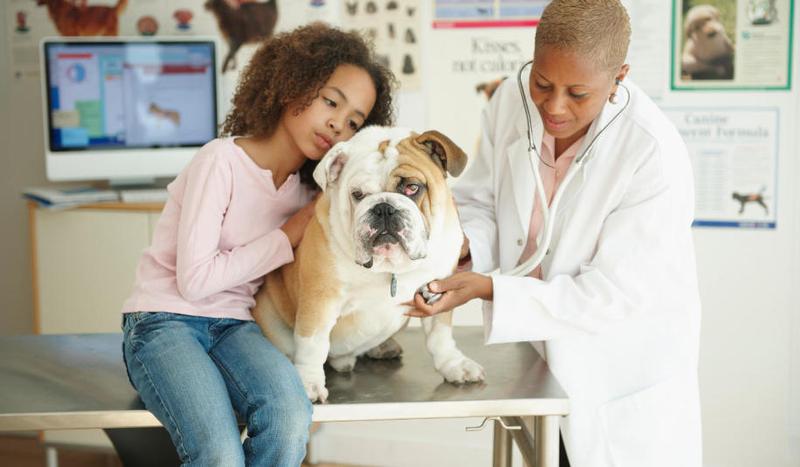 Bezpieczeństwo i zdrowie zwierząt