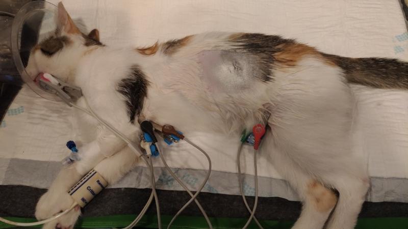 FAQ sterylizacja kotek po porodzie