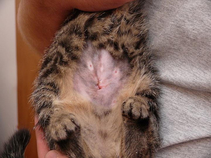 Korzyści zdrowotne sterylizacji kotek