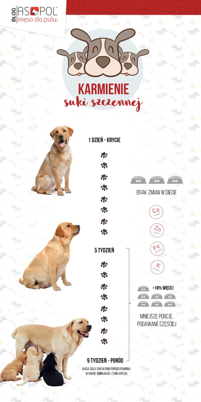 Objawy fizyczne ciąży u suki