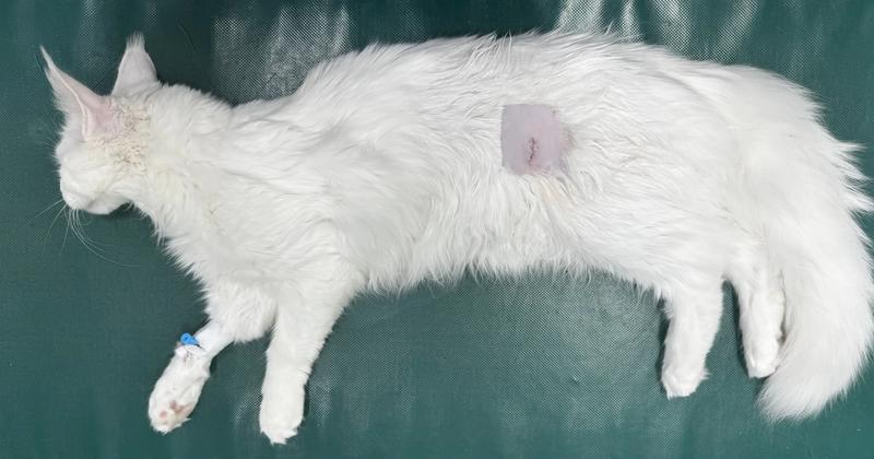 Sterylizacja kotki po porodzie