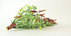 Chinina a karmienie piersią – co warto wiedzieć dla zdrowia matki i dziecka