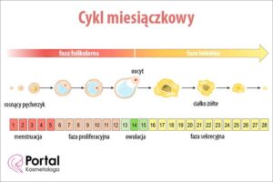 Czy na cyklu można zajść w ciążę? Fakty, które warto znać