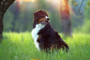Idealny towarzysz: jaki duży pies będzie najlepszy do dzieci?