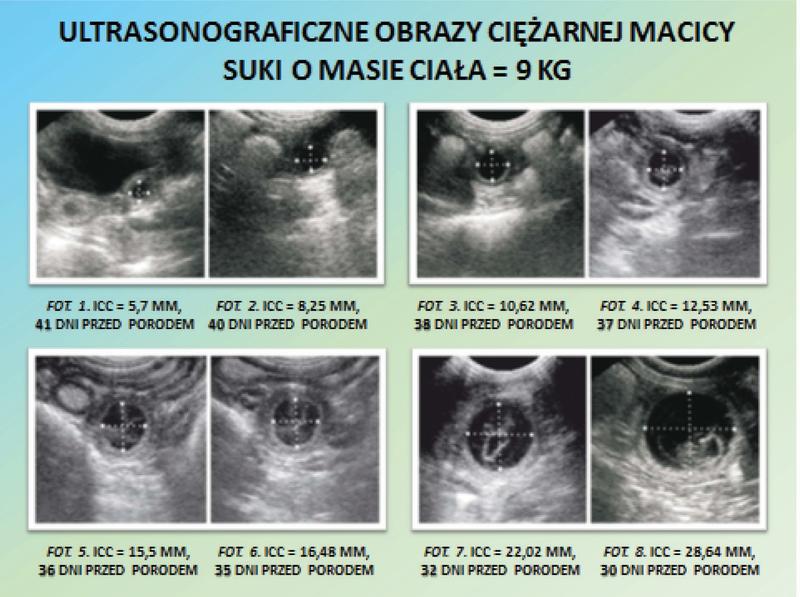 Jak rozpoznać, czy suka jest w ciąży – na co zwrócić uwagę?