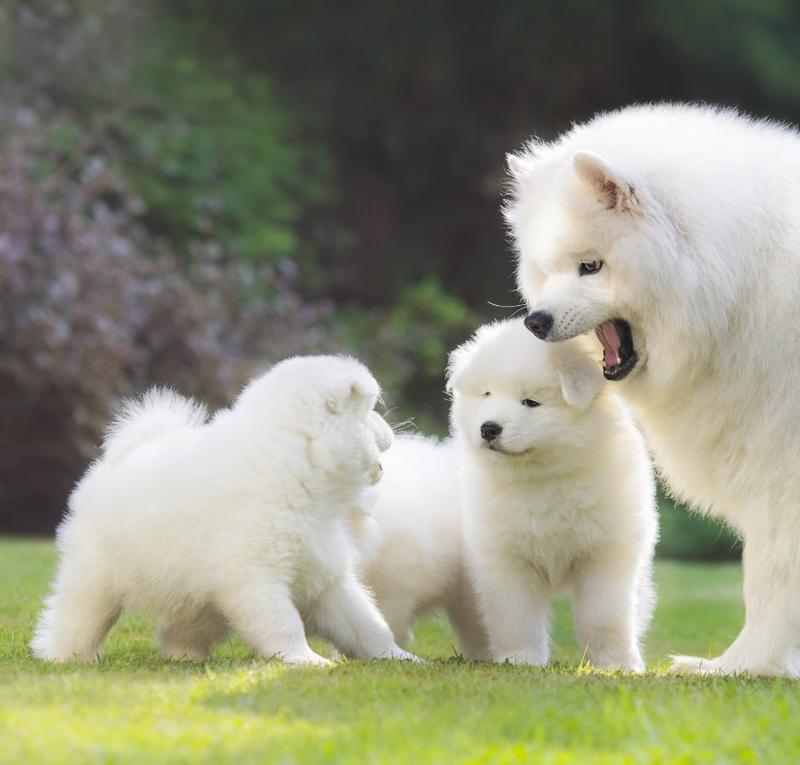 Czego nie podawać suce karmiącej