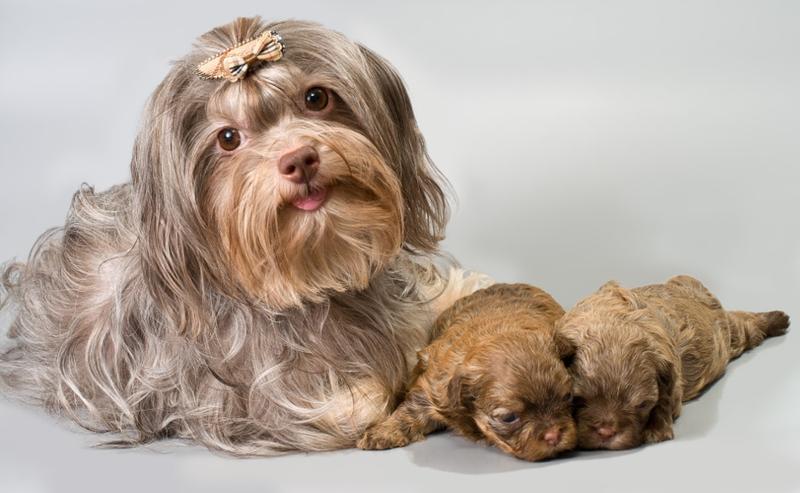 Dieta suki karmiącej