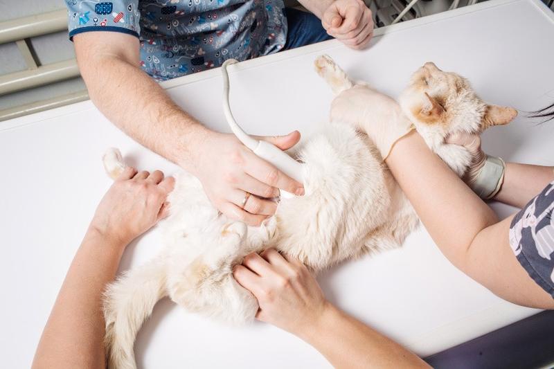 Objawy ciąży u kotki