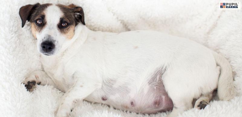 Objawy ciąży u psa