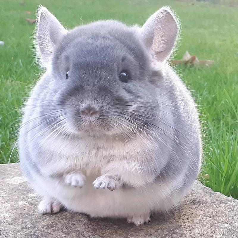 Opieka nad szynszylami po porodzie