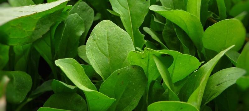 Składniki odżywcze rukoli dla mam