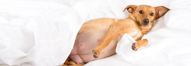 Ciąża u psa – jak wygląda ten niezwykły proces?