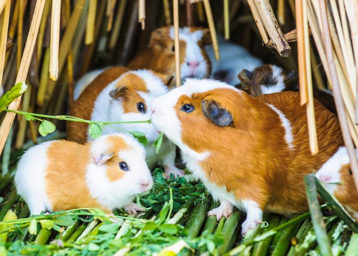 Behawioralne zmiany ciężarnej świnki morskiej
