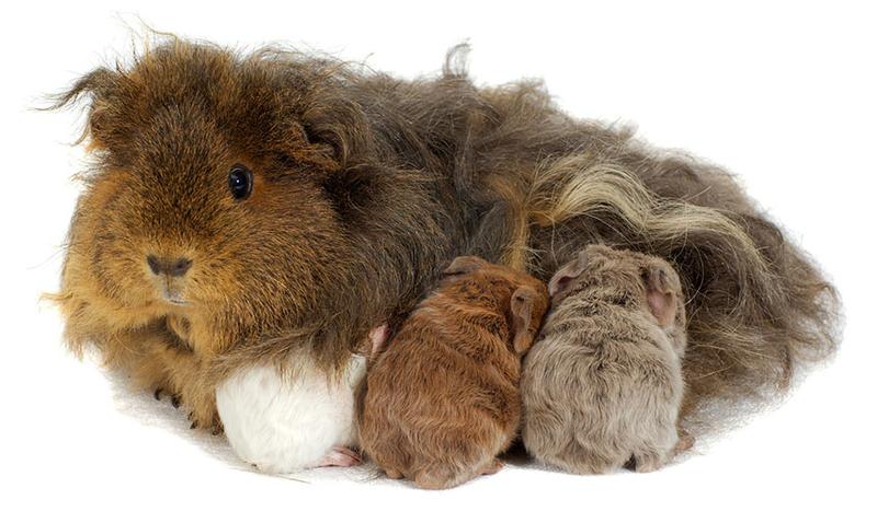 Dieta i zdrowie świnki morskiej w ciąży