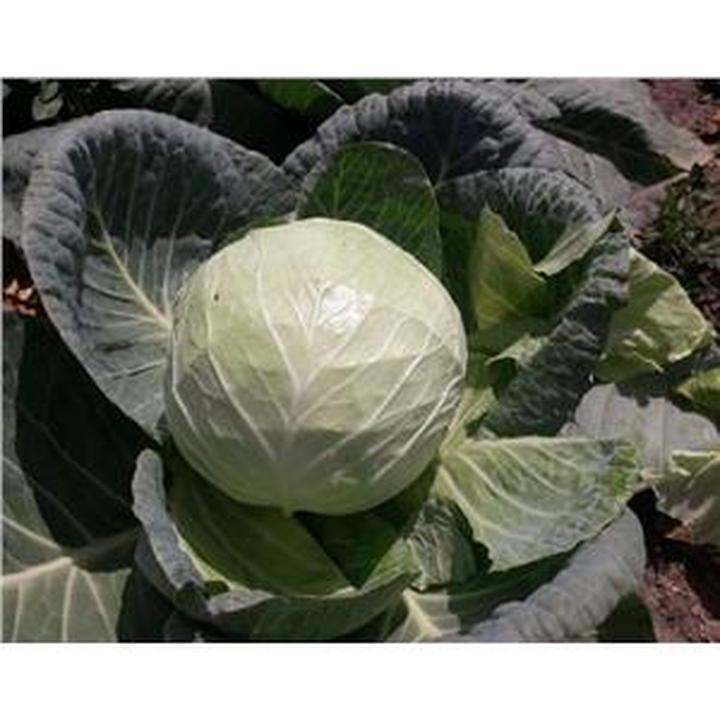 Łagodzenie bólu i stanów zapalnych