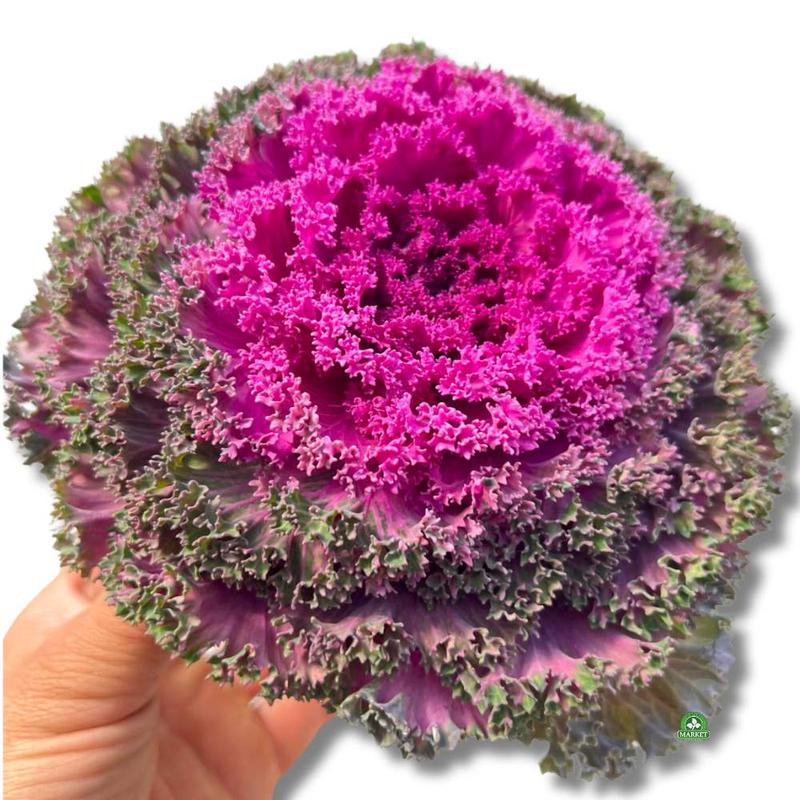 Okłady z kapusty na piersi