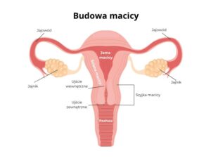 Szyjka macicy w pierwszych tygodniach ciąży – co warto wiedzieć?