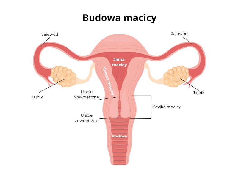 Szyjka macicy w pierwszych tygodniach ciąży – co warto wiedzieć?