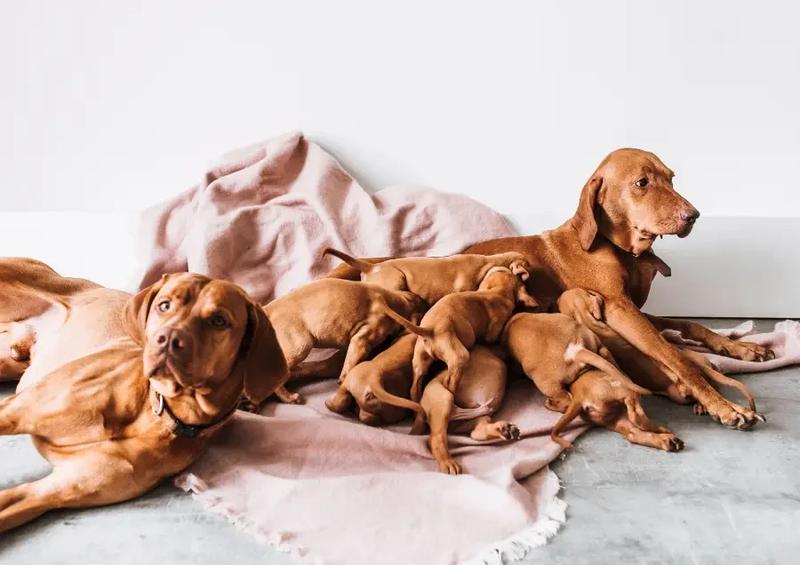 Opieka nad suką po porodzie