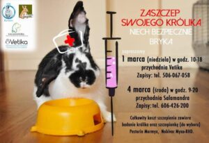 Szczepienie królika w ciąży – co warto wiedzieć?